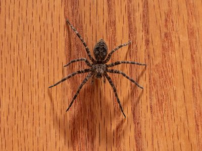 Dark Fishing Spider