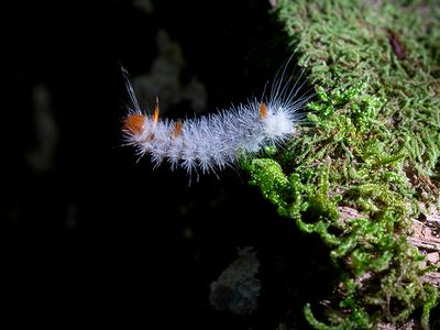 Closebanded Yellowhorn Moth Caterpillar