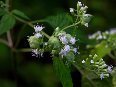 Gall Caused by a Midge on White Snakeroot