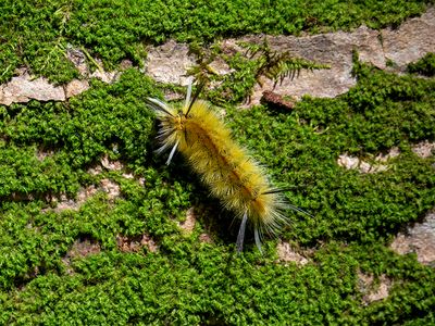 Banded Tussock Moth Caterpillar