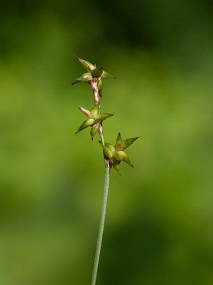 Inland Sedge