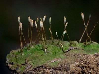 Algal Haircap Moss
