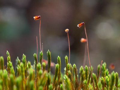 Bog Haircap Moss