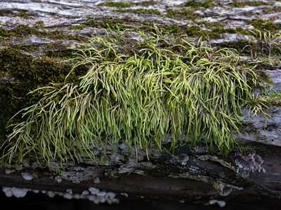 Cord Glaze Moss