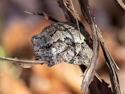 Gray Treefrog