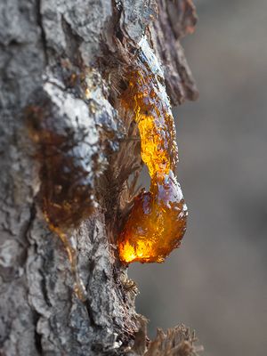 Sap on Black Cherry Tree