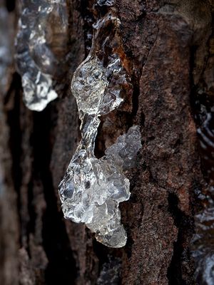Sap on Black Cherry Tree