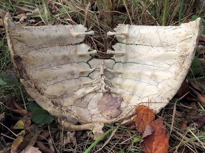 Snapping Turtle Shell