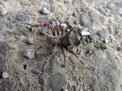 Fierce Orbweaver Spider
