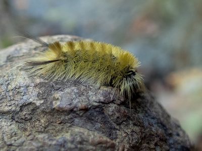 Banded Tussock Moth Caterpillar
