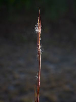Broom Sedge