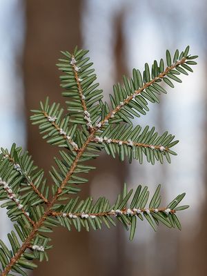 Hemlock Woolly Adelgid