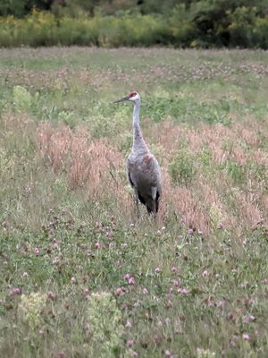 Sandhill Crane