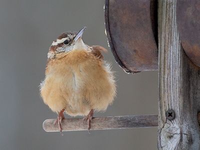 Carolina Wren on Peanut Butter and Cornmeal Feeder