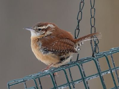 Carolina Wren on Suet Feeder