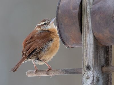 Carolina Wren on Peanut Butter and Cornmeal Feeder