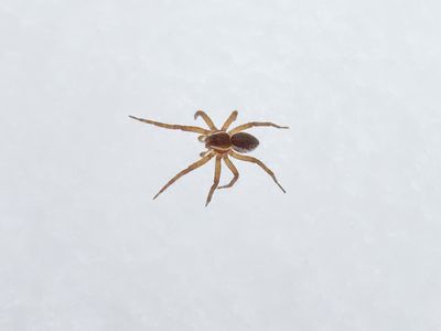 Six-spotted Fishing Spider on Snow
