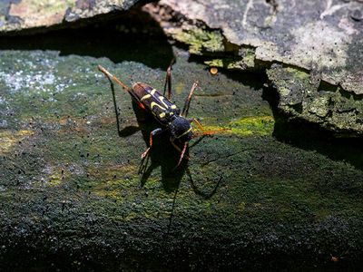 Long-horned Beetle
