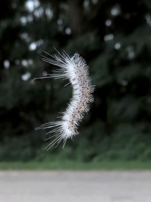 Hickory Tussock Moth Caterpillar
