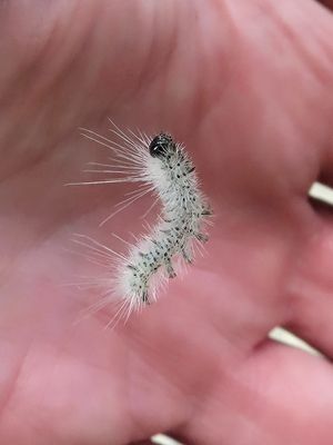 Hickory Tussock Moth Caterpillar