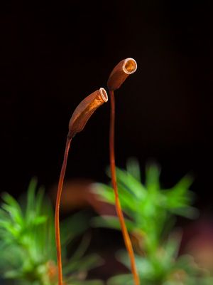 Eastern Haircap Moss Sporophytes