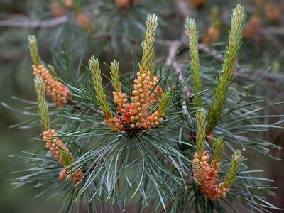 Virginia Pine Male Strobili