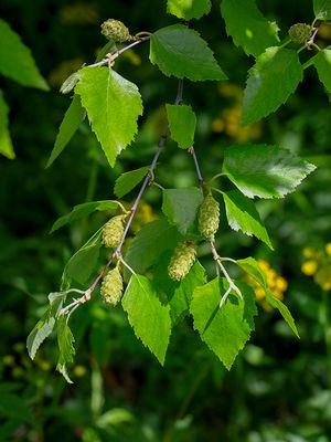 River Birch Female Catkins