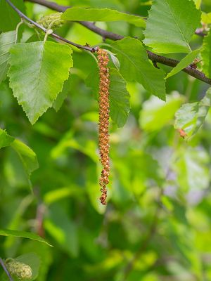 River Birch Male Flowers