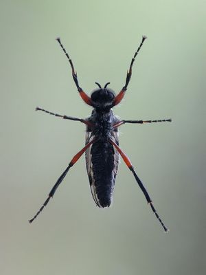 March Fly on My Window