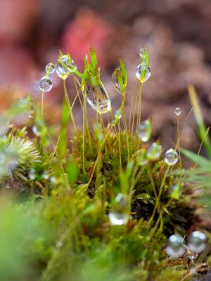 Four-Toothed Moss Capsules