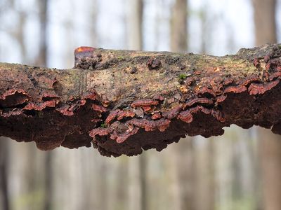 Reddish-Brown Crust Fungus