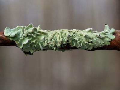 Common Greenshield Lichen