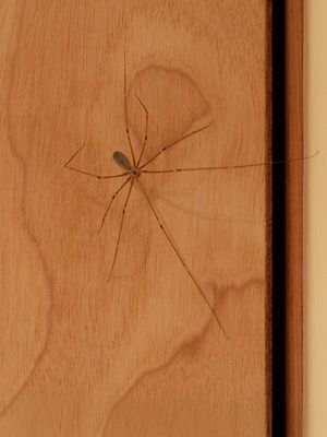 Insects, etc.