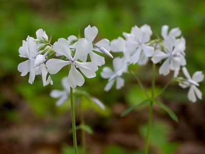 Wildflowers of Pennsylvania