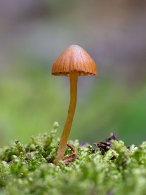 Moss Bell Mushroom