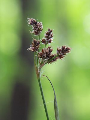 Common Woodrush