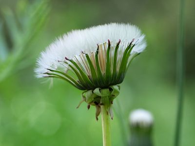 Dandelion