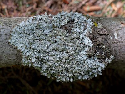 Rough Speckled Shield Lichen