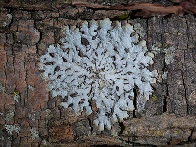 Fungi, Lichens and Slime Molds