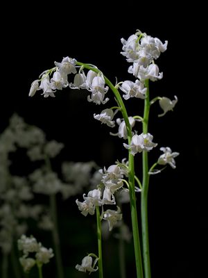 Wood Hyacinth