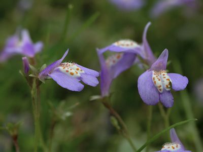 Creeping Mazus