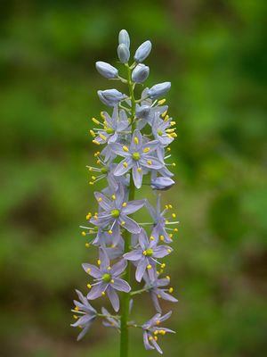 Wild Hyacinth