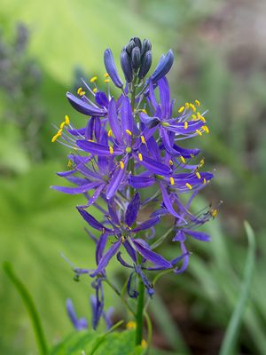 Common Camas