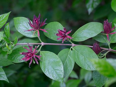 Sweetshrub