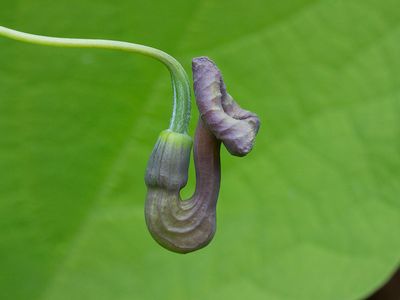 Dutchman's Pipe