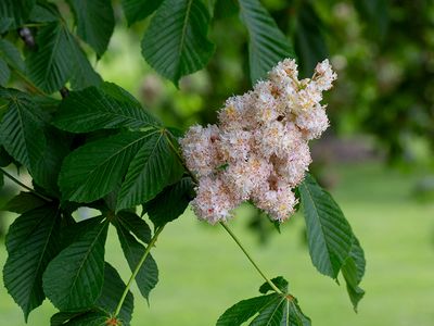 Baumannii Horsechestnut