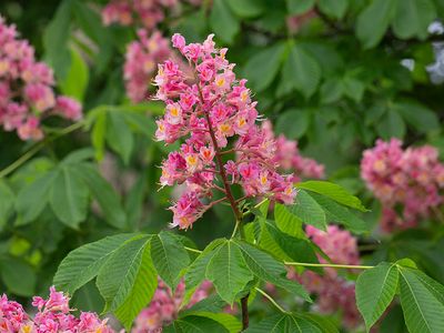 Red Horsechestnut