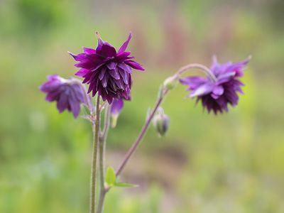 Wildflowers of Pennsylvania