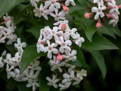 Fragrant Abelia