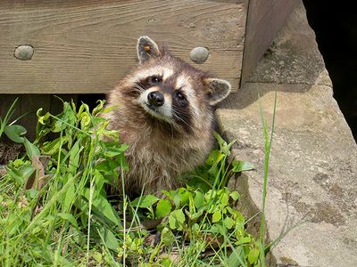 Raccoon